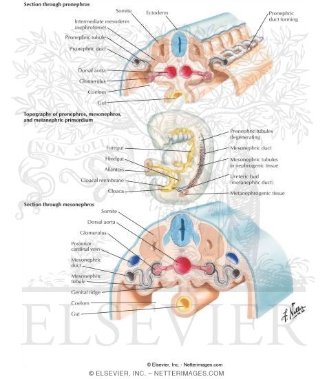 Watermarked preview of labeled image: Pronephros, Mesonephros, and Metanephros