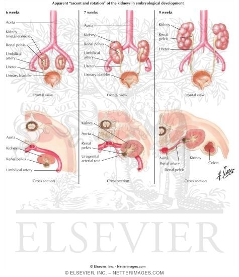 Ascent and Rotation of the Metanephric Kidneys