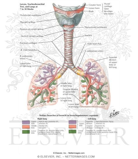 bronchial tree anatomy labeled
