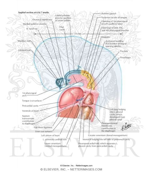 Sagittal Section at 6 to 7 Weeks