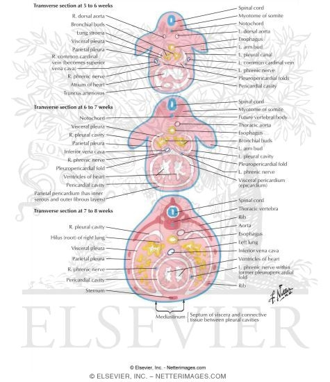 Visceral and Parietal Pleura