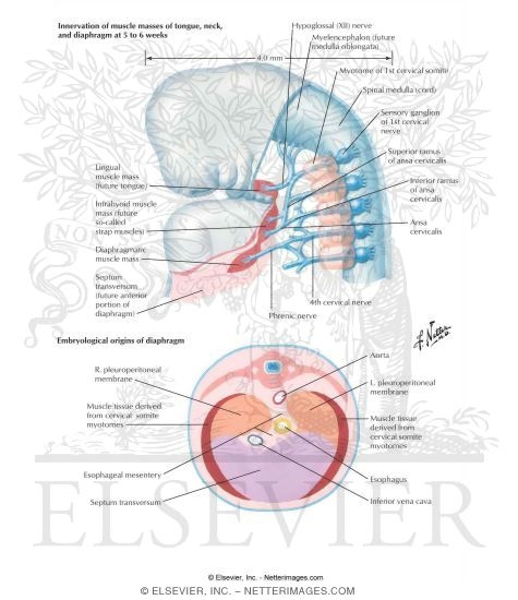 Development of the Diaphragm