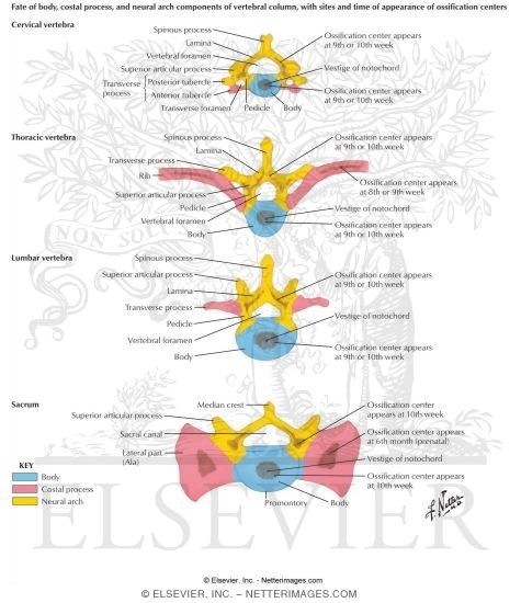 Fate of Body, Costal Process, and Neural Arch Components of Vertebral Column, With Sites and Time of Appearance of Ossification Centers