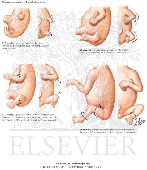 Changes in Position of Limbs Before Birth - Precartilage Mesenchymal Cell Concentrations of Appendicular Skeleton at 6th Week