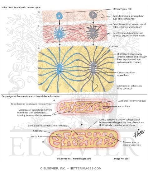 Initial Bone Formation in Mesenchyme - Early Stages of Flat (Membrane or Dermal) Bone Formation