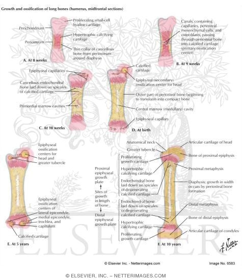 Growth and Ossification of Long Bones (Humerus, Midfrontal Sections)
Endochondral Ossification In a Long Bone