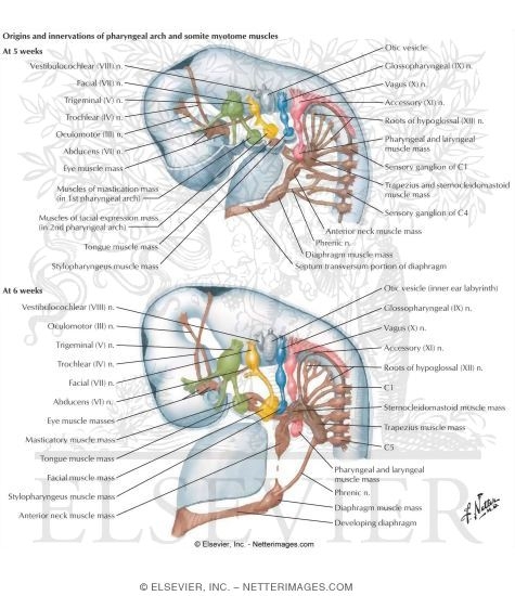 Early Development of Pharyngeal Arch Muscles