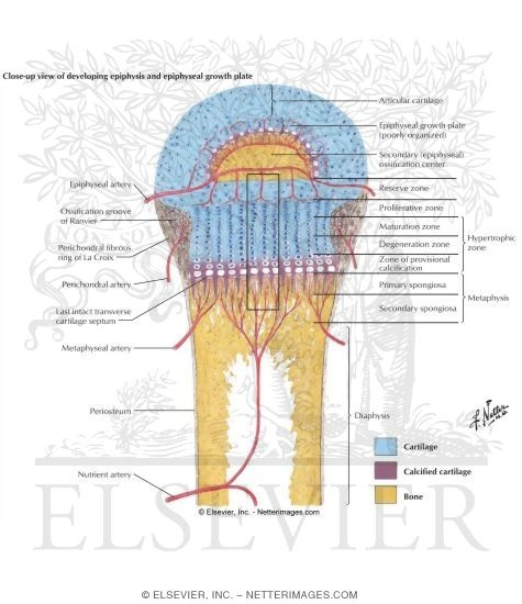 Epiphyseal Growth Plate