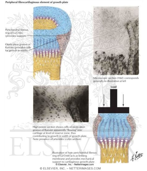 Watermarked preview of labeled image: Peripheral Fibrocartilaginous Element of Growth Plate