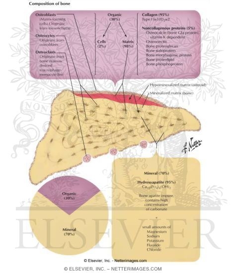 Composition of Bone
Bone Cells and Bone Deposition