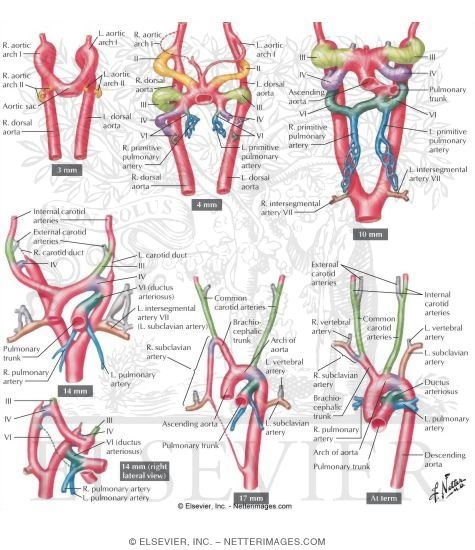 Aortic Arch Arteries