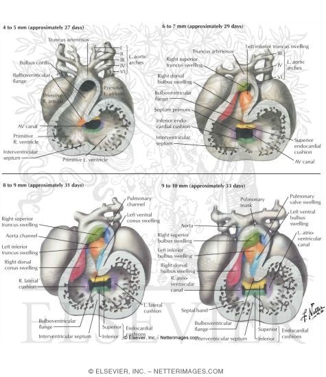 Spiral (Aorticopulmonary) Septum