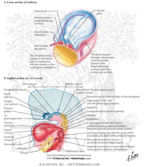 Watermarked preview of labeled image: Formation of the Pleural Cavities