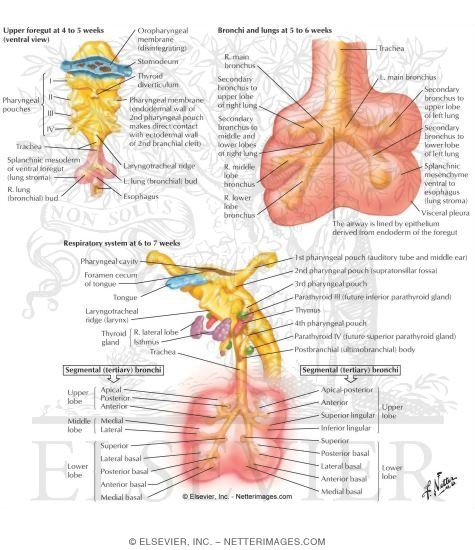 Watermarked preview of labeled image: The Airway at 4 to 7 Weeks