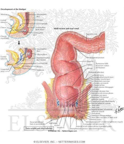 Development of the Hindgut