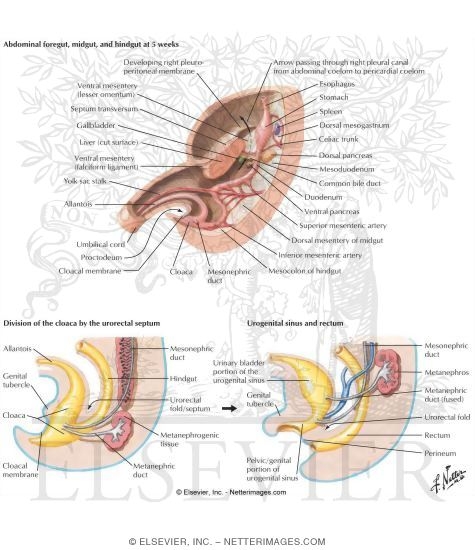 Division of the Cloaca