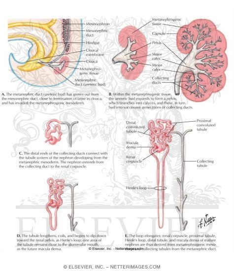 Development of the Metanephros