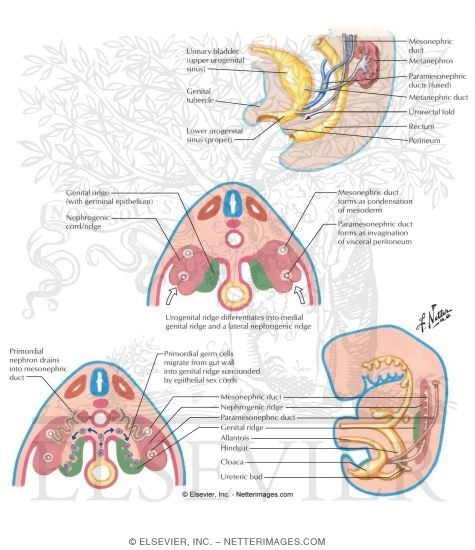Watermarked preview of labeled image: Primordia of the Genital System