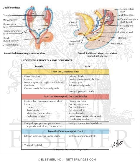 Summary of Urogenital Primordia and Derivatives
