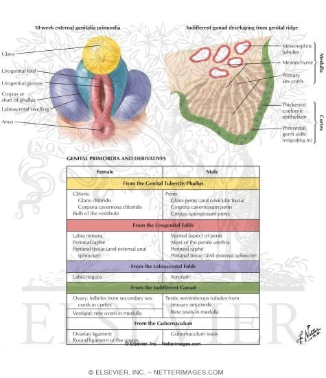 Summary of Genital Primordia and Derivatives