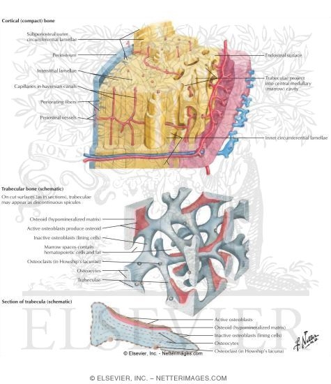 Histology of Bone