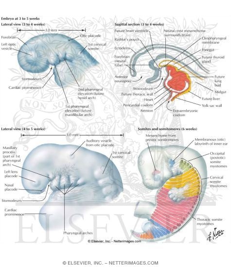 Ectoderm, Endoderm, and Mesoderm