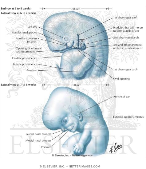 Watermarked preview of labeled image: Fate of the Pharyngeal Grooves