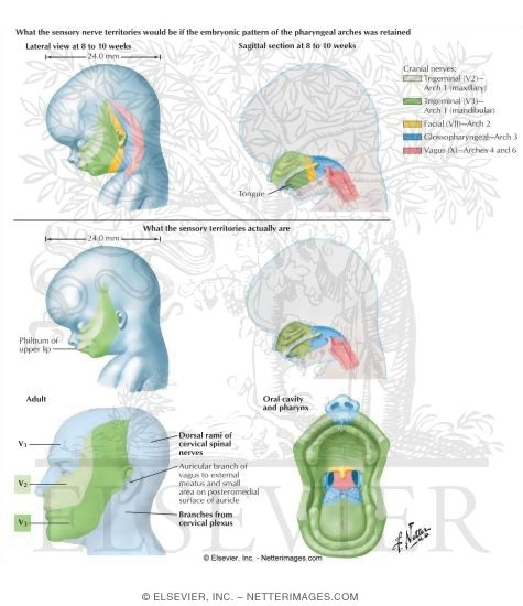 Sensory Innervation Territories