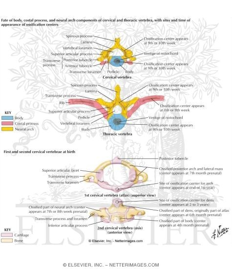 Watermarked preview of labeled image: Cervical Ossification