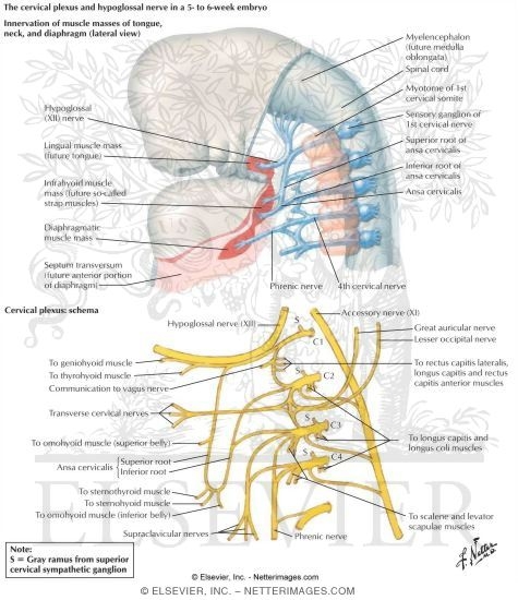 Watermarked preview of labeled image: Cervical Plexus