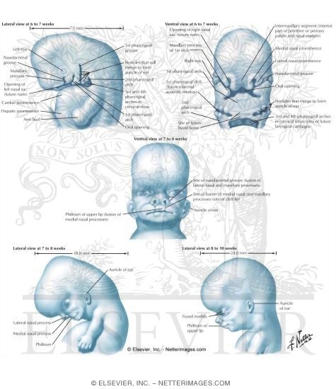 Development of the Face: 6 to 10 Weeks