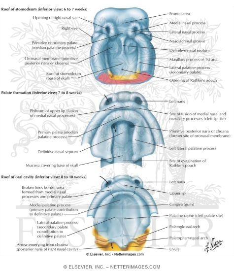 Inferior View of Palate Formation: Roof of the Oral Cavity