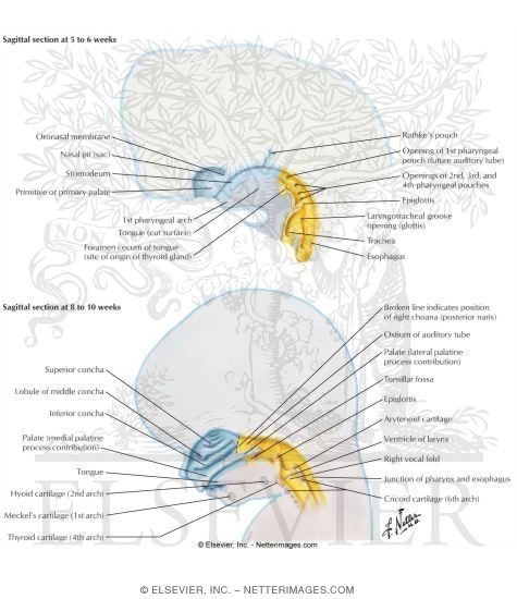 Midsagittal View of the Pharynx