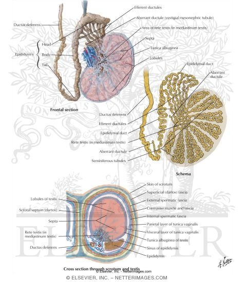 Testis, Epididymis, and Ductus Deferens