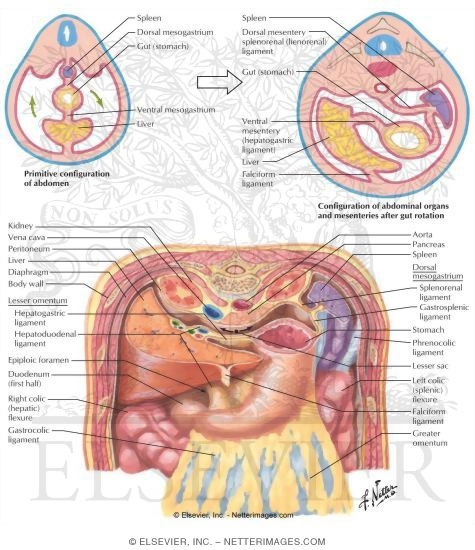 Mesentary Ligaments - Retroperitoneal
Abdominal Ligaments