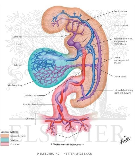 Early Vascular Systems