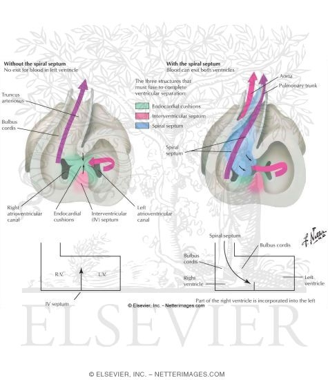 Ventricular Separation and Bulbus Cordis