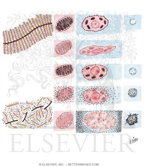 Watermarked preview of unlabeled image: Structure, Physiology, and Pathophysiology of Growth Plate
Physis (Growth Plate)