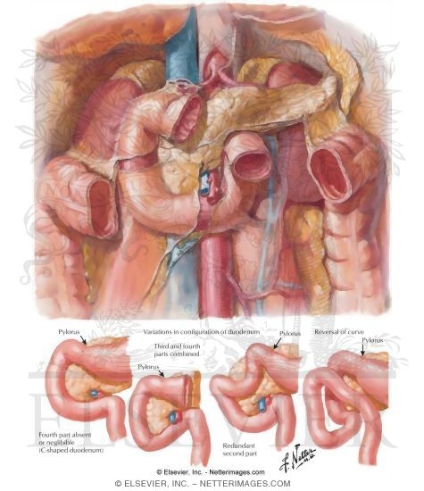 Anatomy and Relations of Duodenum
