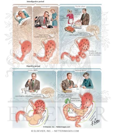Watermarked preview of unlabeled image: Mechanisms of Gastric Secretion