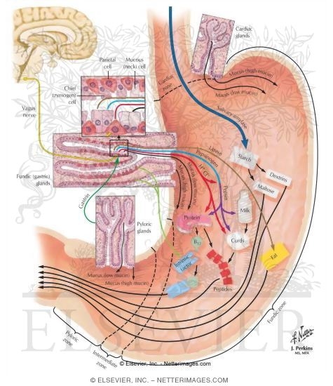 Watermarked preview of labeled image: Digestive Activity of the Stomach