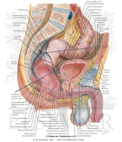 Sagittal Section of Fascial Planes