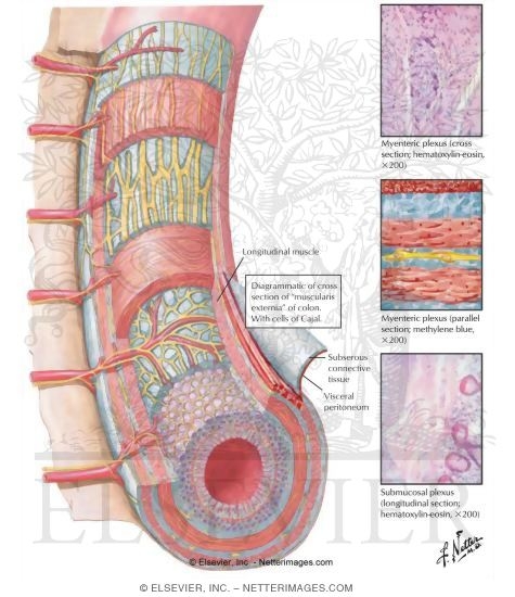 Watermarked preview of labeled image: Innervation of the Intestine