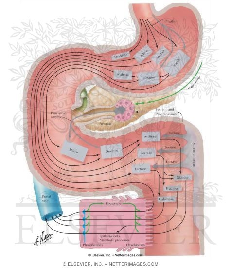 Digestion of Carbohydrates 
Secretory, Digestive and Absorptive Functions of Small and Large Intestine - Secretion
Secretory, Digestive and Absorptive Functions
