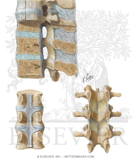 Vertebral Ligaments: Lumbar Region
Ligaments of the Spinal Column