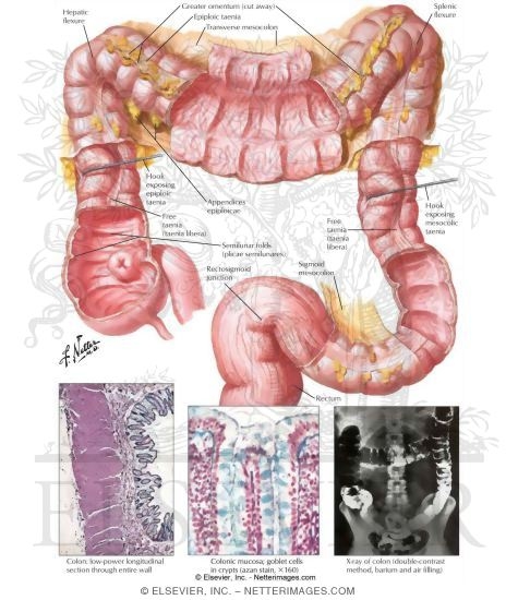 Watermarked preview of unlabeled image: Topography and Structure of the Colon
