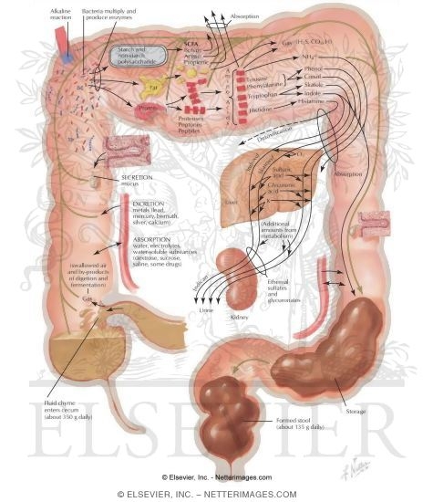 Secretory, Digestive and Absorptive Functions of Small and Large Intestine - Secretion
Secretory, Digestive and Absorptive Functions