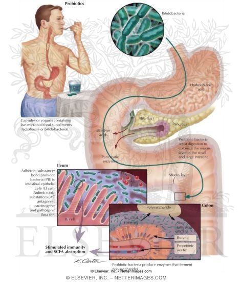 Watermarked preview of labeled image: Probiotics