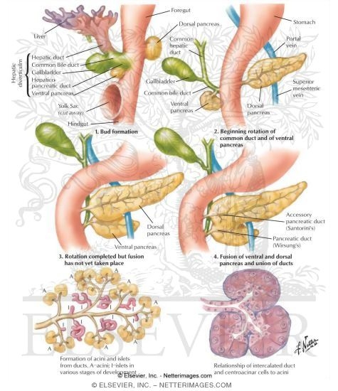 Development of Pancreas