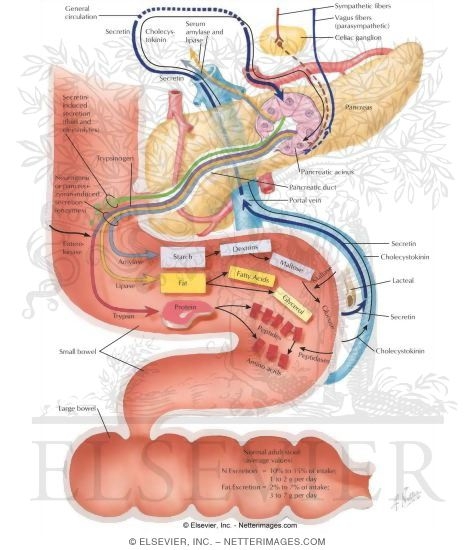 Exocrine Functions of the Pancreas